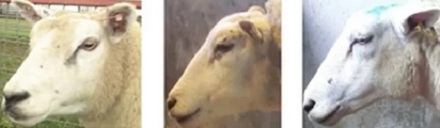 阉猪惊天动地，骗羊为何悄无声息？