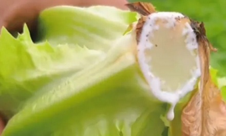 为什么每次洗完生菜都有很多泡沫，是农药残留吗？