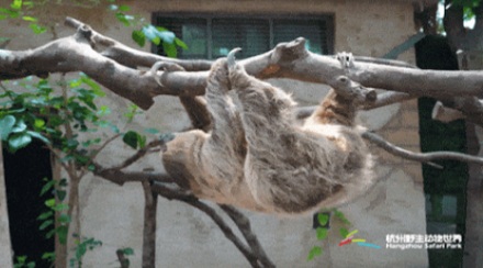 树懒为啥要冒着生命危险下树拉屎？在树上拉不行吗？