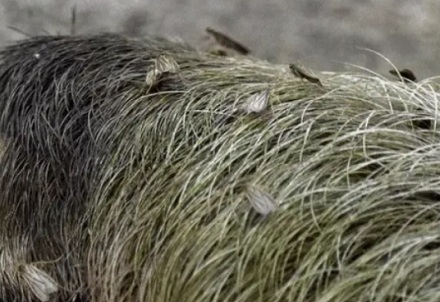 树懒为啥要冒着生命危险下树拉屎？在树上拉不行吗？