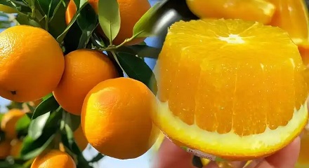 为什么说全世界的脐橙都来自同一棵树？