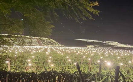 如果让植物一直光合作用，会不会累死？