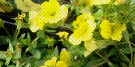 为什么会有植物叫「黄花过长沙舅」？跟长沙有关系吗？