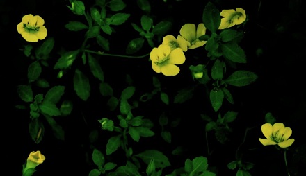 为什么会有植物叫「黄花过长沙舅」？跟长沙有关系吗？