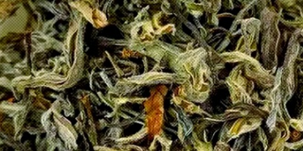 为什么重庆街头四处可见的老鹰茶，居然不是茶？