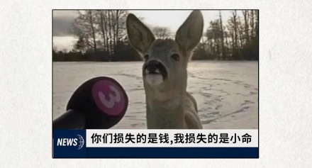 为什么在美国的路边出现美洲狮，司机反而会更加安全？
