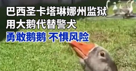 为什么巴西监狱要用鹅来看犯人？