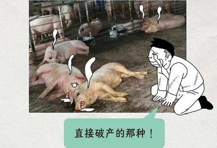 为什么在养猪场不能穿自己的内裤？