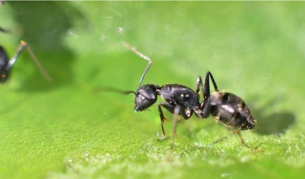 植物也会「雇」保镖？