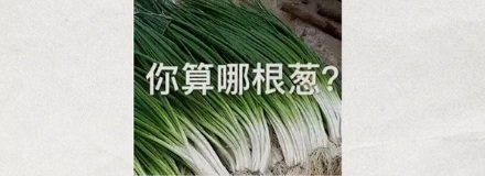 不懂装懂为啥说是「装蒜」，「葱」和「姜」行不行？