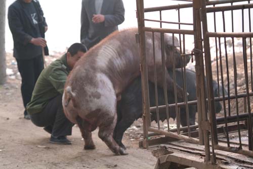 大部分种公猪可能一生都没有真正进行交配过一次