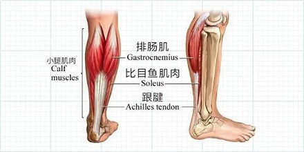 坐班抖腿有助于减肥？